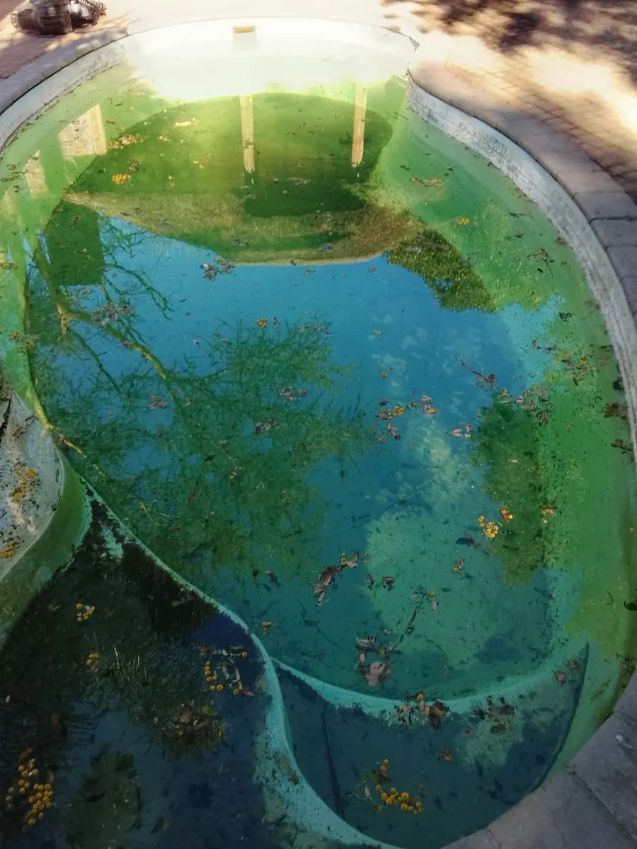A fibreglass pool with green water and floating leaves